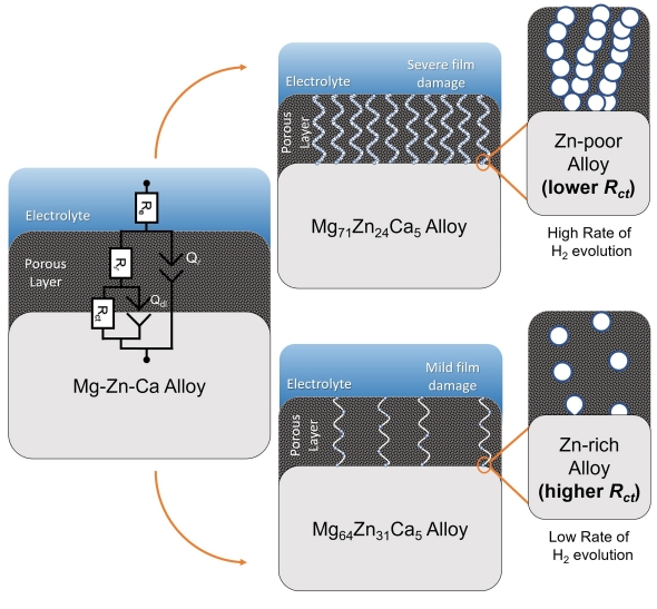 Mécanisme proposé pour la dissolution de Mg60Zn34Ca6 et Mg73Zn23Ca4 en solution physiologique